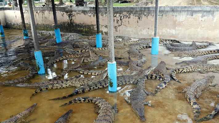 Crocodile Farm in Teluk Sengat in Johor Bahru Malaysia