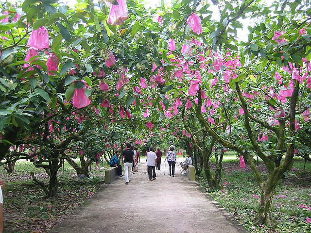 Desaru Fruit Farm in Johor Bahru Malaysia
