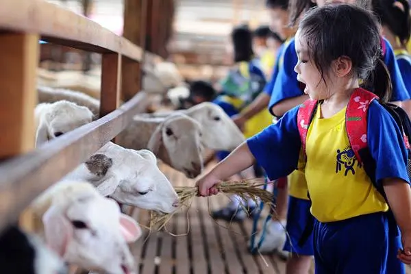 UK Farm Kluang Goat in Johor Bahru Malaysia